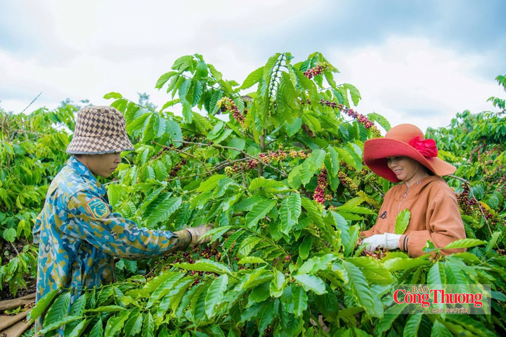 Nhiều chương trình của lễ hội hướng tới lợi ích của nông dân trồng cà phê, cộng đồng doanh nghiệp.