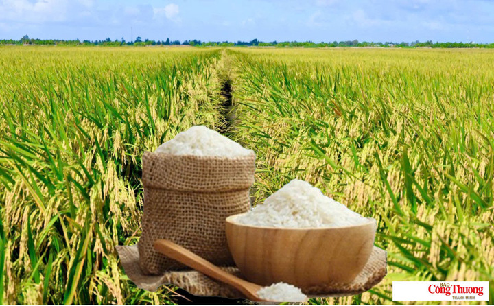 Giá lúa gạo hôm nay ngày 13/10/2026: Giá gạo nguyên liệu xuất khẩu tăng nhẹ.