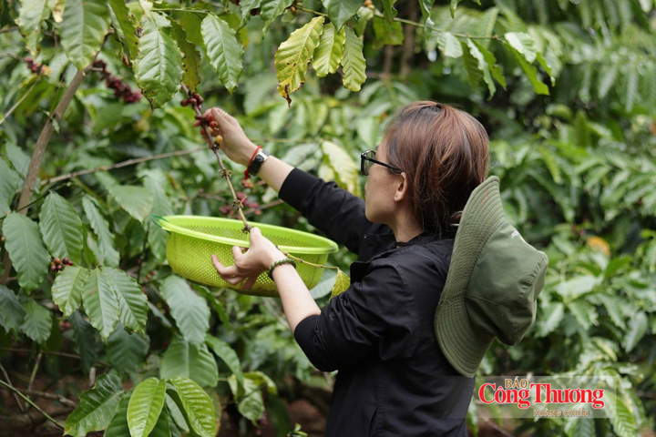 Thu hoạch cà phê tại Gia Lai.